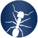 FIRE ANTS